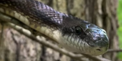 Fairfax County snake